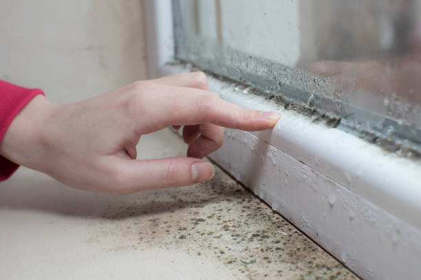 Best Commercial Mold Inspection  in Middlebush, NJ