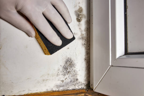Best Post-Construction Mold Inspection  in Middlebush, NJ